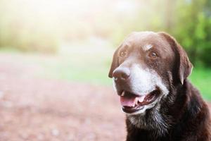 cão tímido culpado é um cão de caça de abrigo esperando olhando para cima com olhos solitários um olhar intenso ao ar livre na natureza sol da manhã. conceito de animais de estimação. foto