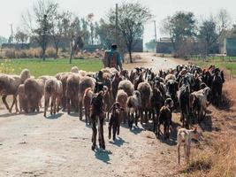 rebanho de ovelhas na zona rural do Paquistão foto