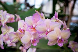 flores da orquídea rosa foto