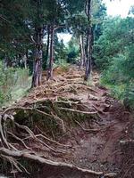 raízes de árvores da floresta na rota de escalada prau, java central foto