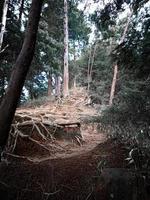 raízes de árvores da floresta na rota de escalada prau, java central foto