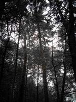 berlatar belakang dahan hutan dengan kabut dan nuansa mistis foto