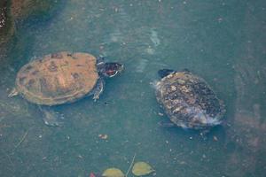 A concha de kuya, também conhecida como tartaruga de casca ou cuora amboinensis, também é conhecida como tartaruga de caixa amboina ou tartaruga de caixa do sudeste asiático. foto