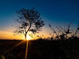 silhueta de árvore com o nascer do sol da manhã foto