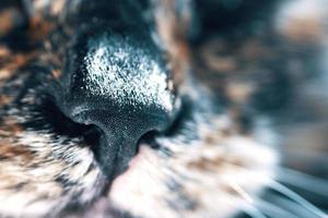 close-up do nariz preto de um gato. foto