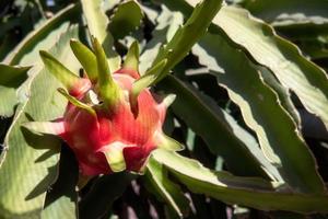 fruta do dragão na árvore à espera de colheita em fazenda agrícola no méxico foto