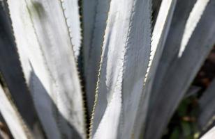 detalhe de agave azul em Jalisco México foto