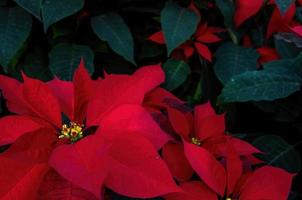 um arranjo de lindas poinsétias - poinsétia vermelha ou flor de estrela de natal foto