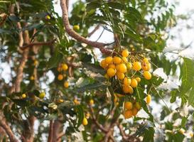 fruta fresca de neem na árvore com folha no fundo da natureza. folhas de árvore de nim e frutas que crescem medicinais naturais. azadirachta indica foto