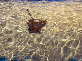 uma enorme arraia marrom com cauda flutua no fundo do mar com areia e pedras no aquário. vida marinha subaquática capaz de liberar eletricidade na água foto