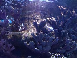 peixes bonitos multicoloridos nadam em um aquário ou debaixo d'água no oceano em um recife de coral. conceito de turismo, vida marinha, mergulho foto
