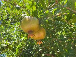 romã verde na árvore que cresce frutas no jardim foto