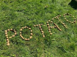 as batatas de inscrição feitas de letras amarelas naturais lindas e saborosas batatas amiláceas saudáveis frescas no chão na grama verde. o fundo foto