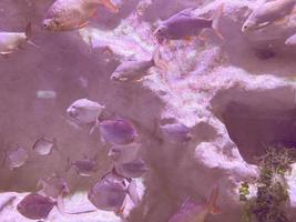 observação da vida dos peixes no aquário. peixes pequenos, exóticos, coloridos e brilhantes nadam debaixo d'água ao lado de uma grande rocha branca em um aquário foto
