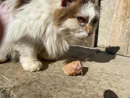 sem-teto, faminto, pobre, doente, branco, bonito, bom gato com doenças e cabelo careca rasgado. conceito ajudando animais de estimação sem-teto no abrigo foto