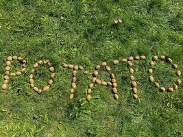 as batatas de inscrição feitas de letras amarelas naturais lindas e saborosas batatas amiláceas saudáveis frescas no chão na grama verde. o fundo foto