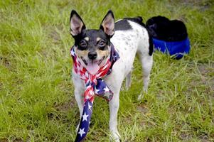um pequeno rat terrier no dia 4 de julho com uma bandana da bandeira americana ao nos dar um retrato patriótico. foto