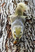 viajar para bangkok, tailândia. o esquilo com amendoim na árvore. foto