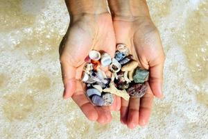 viajar para a ilha koh larn, tailândia. duas mãos com conchas diferentes e pedras no fundo da praia do mar no clima ensolarado de verão. foto