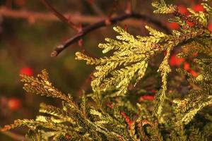 closeup de folhas coloridas de variegada hibachi arborvitae ou thujopsis dolabrata variegate. foto