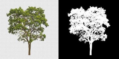 árvore em fundo de imagem transparente com traçado de recorte, única árvore com traçado de recorte e canal alfa em fundo preto foto