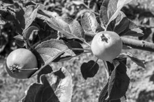 fotografia sobre o tema lindo ramo de frutas macieira foto