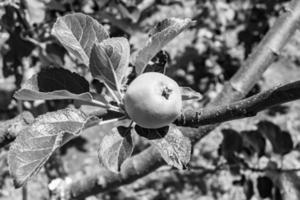 fotografia sobre o tema lindo ramo de frutas macieira foto