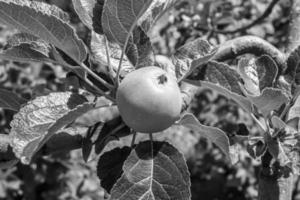 fotografia sobre o tema lindo ramo de frutas macieira foto