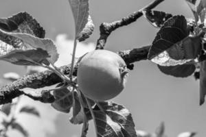 fotografia sobre o tema lindo ramo de frutas macieira foto