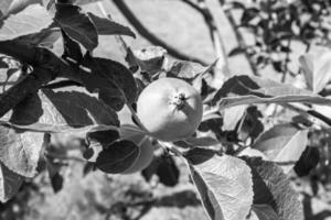 fotografia sobre o tema lindo ramo de frutas macieira foto