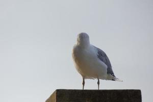 gaivotas selvagens na natureza ao longo das falésias da costa brava catalã, mediterrâneo, espanha. foto