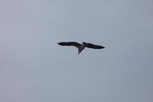 gaivotas selvagens na natureza ao longo das falésias da costa brava catalã, mediterrâneo, espanha. foto