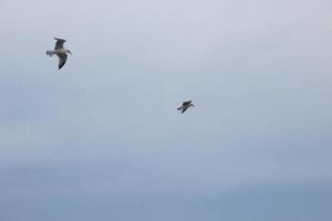 gaivotas selvagens na natureza ao longo das falésias da costa brava catalã, mediterrâneo, espanha. foto