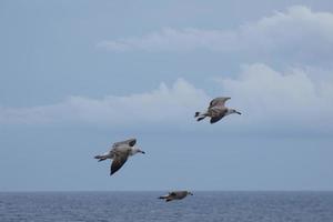 gaivotas selvagens na natureza ao longo das falésias da costa brava catalã, mediterrâneo, espanha. foto