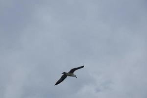 gaivotas selvagens na natureza ao longo das falésias da costa brava catalã, mediterrâneo, espanha. foto