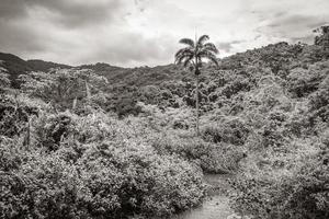 natureza tropical ilha ilha grande praia de palmas praia brasil. foto