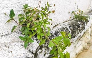 muitas formigas minúsculas rastejam pela parede puerto escondido méxico. foto