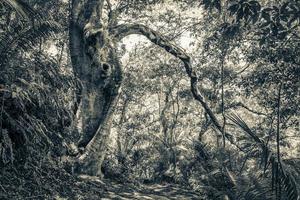 trilha de caminhada em floresta tropical natural ilha grande brazil. foto