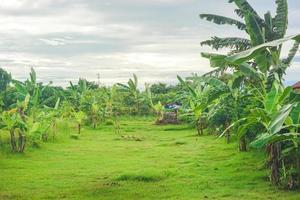 os campos verdes dos agricultores estão cheios de bananeiras e mangueiras no meio há uma cabana para descansar foto