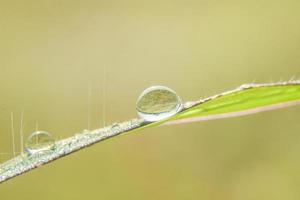 foto de close-up do orvalho da manhã nas folhas, gotas de água natural para fundo