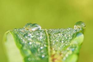 foto de close-up do orvalho da manhã nas folhas, gotas de água natural para fundo