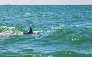 golfinhos nadando na água da ilha holbox, méxico. foto
