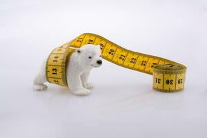 urso polar cercado por fita métrica
