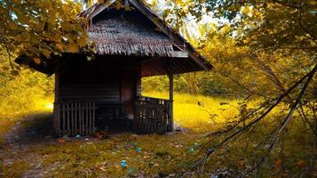 cabana abandonada na floresta com folhas amarelas