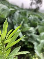 a atmosfera natural em uma plantação de vegetais nas terras altas foto