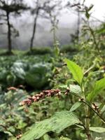 a atmosfera natural em uma plantação de vegetais nas terras altas foto