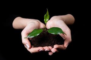 jovem broto pequeno para plantar no chão nas mãos, duas mãos segurando uma jovem planta verde, plantar árvore, amar a natureza, salvar o mundo, ecologia, proteção ambiental foto