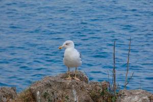 gaivotas selvagens na natureza ao longo das falésias da costa brava catalã, mediterrâneo, espanha. foto