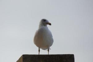 gaivotas selvagens na natureza ao longo das falésias da costa brava catalã, mediterrâneo, espanha. foto