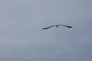 gaivotas selvagens na natureza ao longo das falésias da costa brava catalã, mediterrâneo, espanha. foto